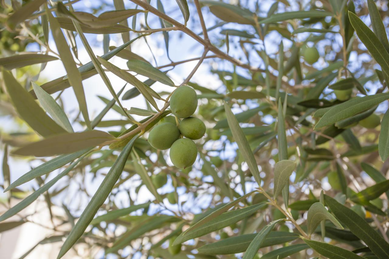 Ombra De Pins Βίλα Son Serra de Marina Εξωτερικό φωτογραφία